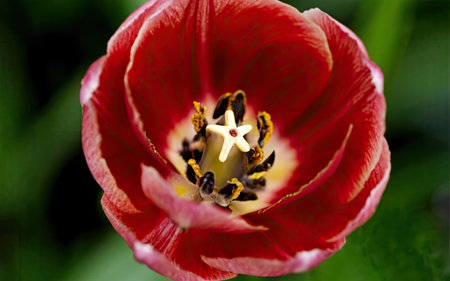 Red tulip with white star on the petals, close upの素材