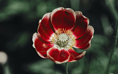 Poppy flower on a dark green background. Close-up.の素材