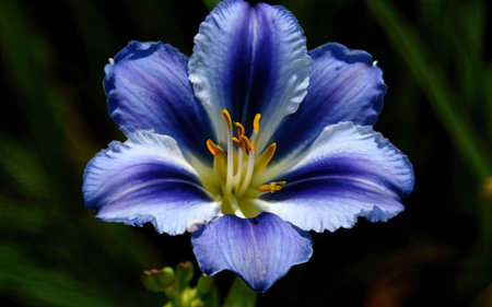 Beautiful blue iris flower in the garden, close-upの素材