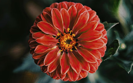 Zinnia flower in the garden, close-up image.の素材