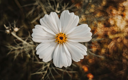 White cosmos flower in the garden. Selective focus and shallow depth of field.の素材
