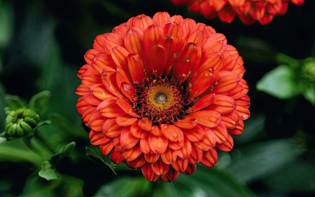Orange zinnia flower with water drops on the petals.の素材
