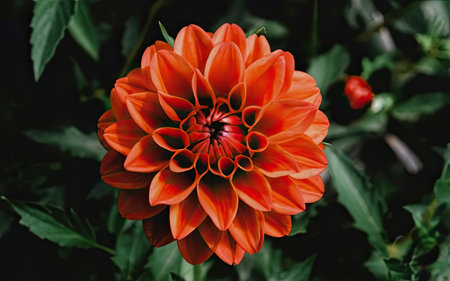 Beautiful orange dahlia flower with green leaves on a dark backgroundの素材