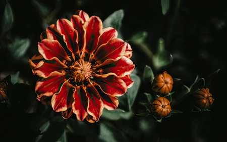 Close up of a red marigold flower in the garden.の素材