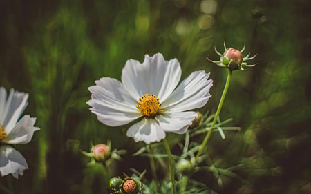 Cosmos flowers in the garden. Soft focus, shallow DOF.の素材