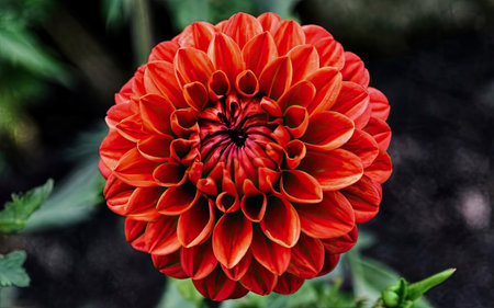 Beautiful red dahlia flower in the garden, stock photoの素材