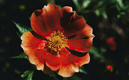 Beautiful red peony flower in the garden on a sunny dayの素材