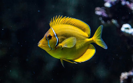 Yellow tropical fish in the aquarium. Underwater world. Tropical fish.の素材