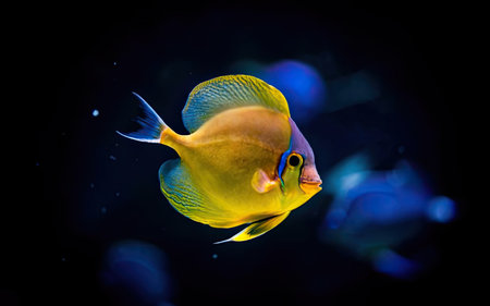 Beautiful tropical fish swimming in the aquarium. Underwater world.の素材