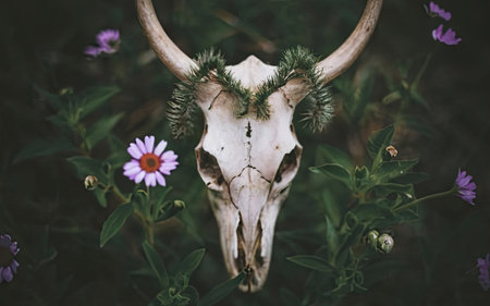 Skull of a cow with horns on the background of wild flowersの素材