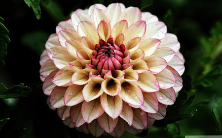 dahlia very nice colorful garden flower close up in the sunshineの素材