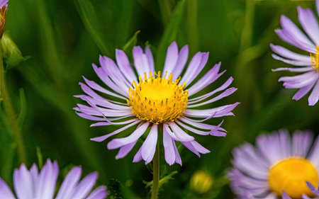 Purple aster flowers on a green meadow in the summer.の素材