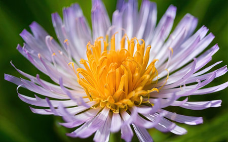 Close up of a purple aster (Aster alpinus) flowerの素材