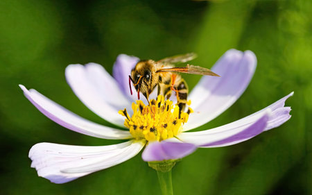 Bee on cosmos flower in the garden. Macro photography of insect.の素材
