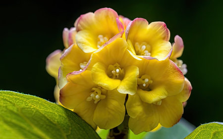 Close up of yellow and pink flower (Euphorbia milli)の素材