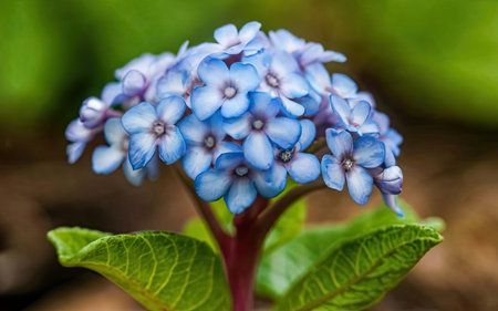 Hydrangea macrophylla, blue flower in the forest.の素材