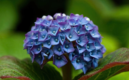 Hydrangea macrophylla, blue hydrangea flowerの素材
