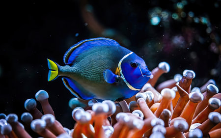 Tropical fish in the Red Sea, Egypt, Africa.の素材