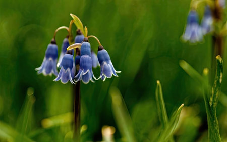 Close up of bluebells (Hyacinthoides non-scripta)の素材