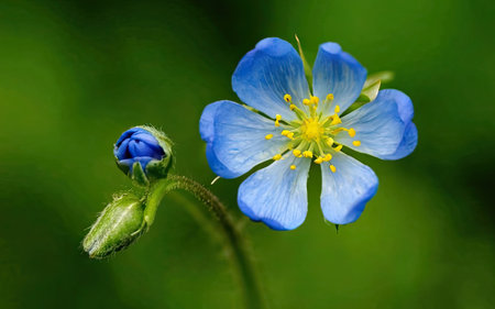 A close up of a blue flower on a blurred green background.の素材