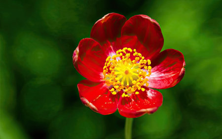 Close up of a red flower with bokeh background and copy spaceの素材