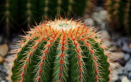 Close up of Golden Barrel cactus or Echinocactus grusoniiの素材