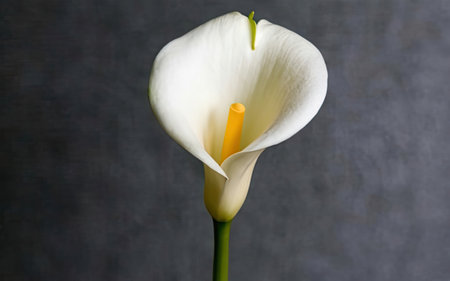 White calla lily on a dark background, close-upの素材