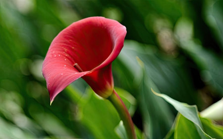 Red calla lily flower with green leaves in the background.の素材