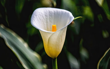 Calla lily (Zantedeschia aethiopica)の素材