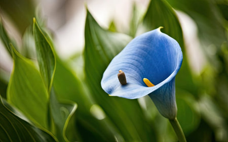 Beautiful calla lily flower in the garden. Floral backgroundの素材