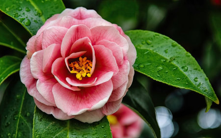 Camellia flower with rain drops on the petals.の素材
