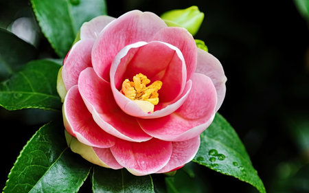 Camellia flower in the garden with green leaf background.の素材