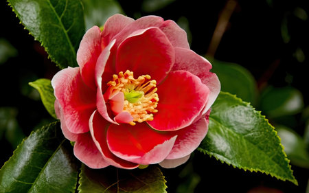 Camellia japonica, also known as Japanese camellia.の素材
