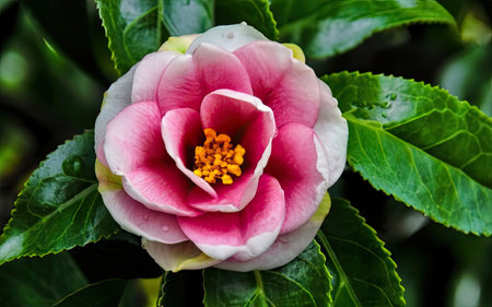 Pink camellia flower with green leaves in the garden, stock photoの素材