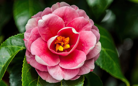 Beautiful pink camellia flower blooming in the garden.の素材