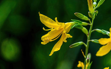 Yellow lily flower on the background of green grass. Selective focus.の素材