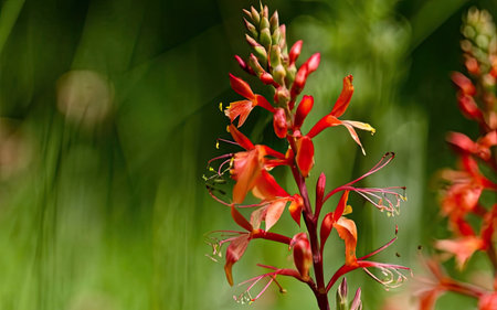 Close up of a red flower on a green background with space for textの素材