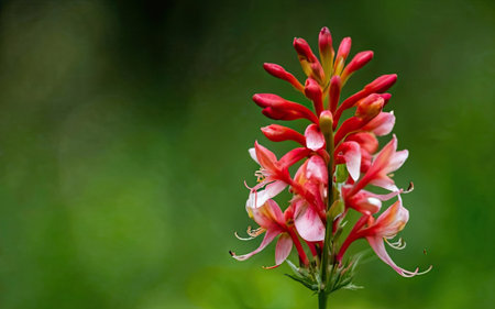 Red flower on a green background, close-up, copy spaceの素材