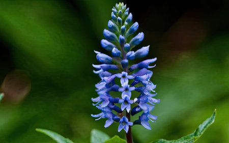 Blue flower in the garden. Macro photo. Selective focus.の素材