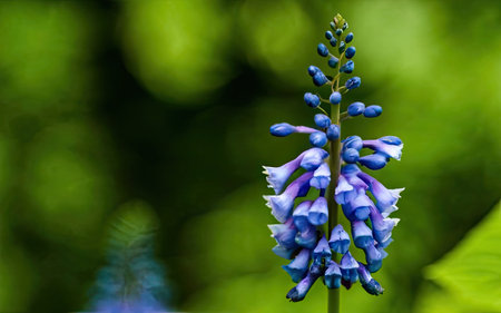 Close up of a blue hyacinth (Hyacinthus) flowerの素材