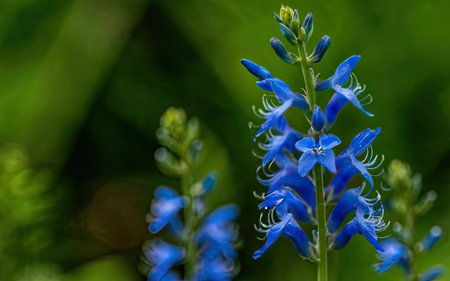Close-up of a blue flower (Veronica officinalis)の素材