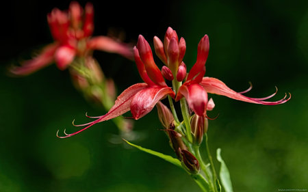 Close-up of a red spider lily (Cleome spinosa)の素材