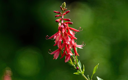 Close up of a red flower on a green background with copy spaceの素材