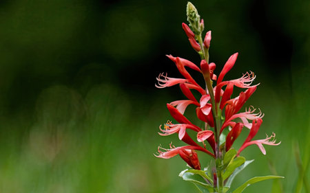 Beautiful red flower on green background. Shallow depth of field.の素材