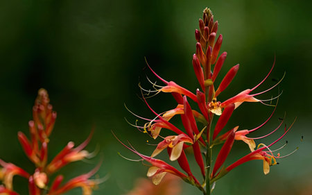 Close up of a red spider lily (Cleome spinosa)の素材