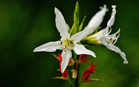 Close up of white flowers on a green background with space for textの素材