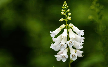 White foxglove flower close up on green background with copy spaceの素材
