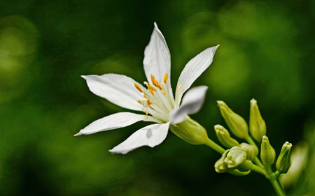 white flower on green background, macro photo with shallow depth of fieldの素材