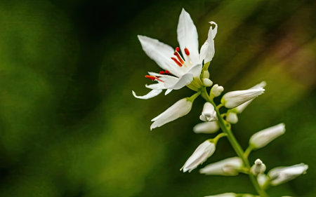 Close up of white flower on green background. Shallow depth of field.の素材