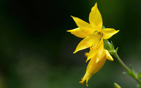 Yellow flower on a green background. Shallow depth of field.の素材